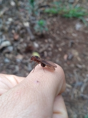Acromyrmex coronatus