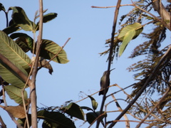 Cynanthus latirostris
