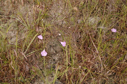 Image of Agalinis navasotensis by (c) Eric Knight, some rights reserved (CC BY)