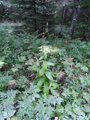 Digitalis grandiflora