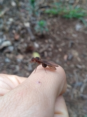 Acromyrmex coronatus