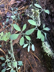 Ceratocapnos