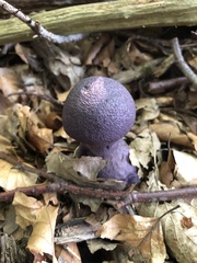 Ceratocapnos