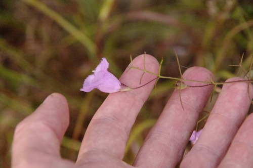Navasota false-foxglove (Agalinis navasotensis)