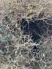Sophora prostrata