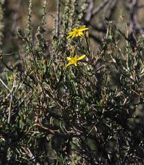 Osteospermum spinescens