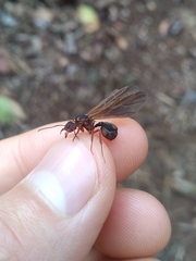 Acromyrmex coronatus