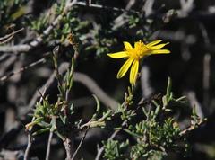 Osteospermum spinescens