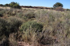 Osteospermum spinescens