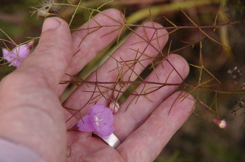 Image of Agalinis navasotensis by (c) Eric Knight, some rights reserved (CC BY)