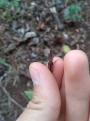 Acromyrmex coronatus