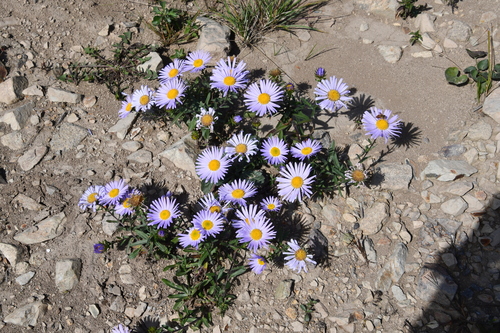 Aster hispidus iNat (1)