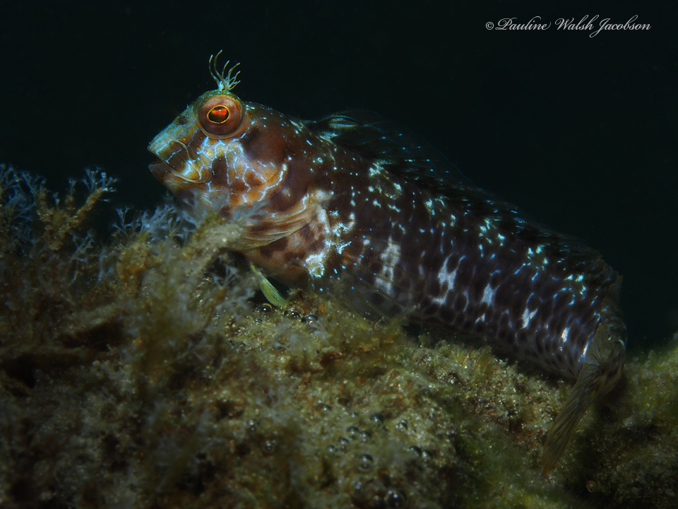 Seaweed Blenny from Riviera Beach, FL, USA on August 17, 2018 at 01:20 ...