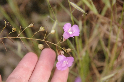 Image of Agalinis navasotensis by (c) Eric Knight, some rights reserved (CC BY)