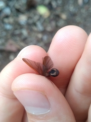 Acromyrmex coronatus