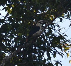 Penelopides affinis affinis