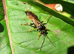 Ichneumon confusor