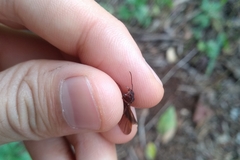 Acromyrmex coronatus