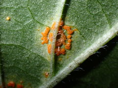 Coleosporium elephantopodis