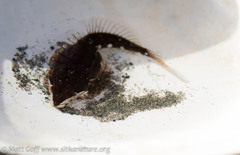 Clinocottus acuticeps