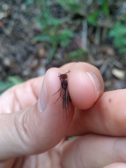 Acromyrmex coronatus