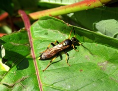 Ichneumon confusor