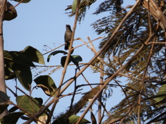 Cynanthus latirostris