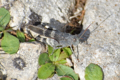 Oedipoda germanica meridionalis