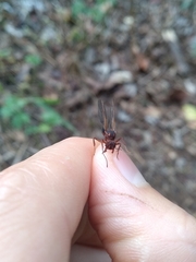 Acromyrmex coronatus