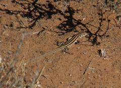 Meroles suborbitalis