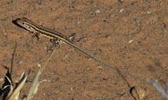 Meroles suborbitalis