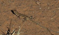 Meroles suborbitalis