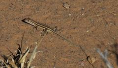 Meroles suborbitalis