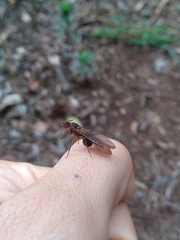 Acromyrmex coronatus