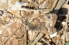 Hipparchia statilinus