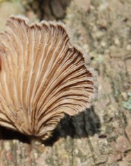 Schizophyllum commune
