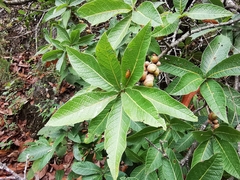 Quercus rysophylla