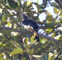 Penelopides affinis affinis