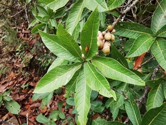 Quercus rysophylla