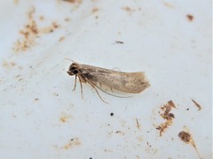 Tinea pallescentella