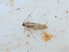 Tinea pallescentella