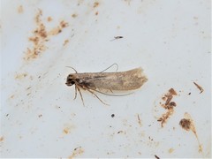 Tinea pallescentella