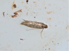 Tinea pallescentella