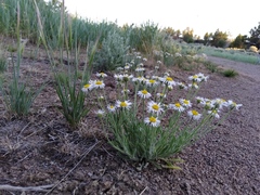Erigeron pumilus