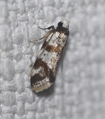 Isomoralla gephyrota