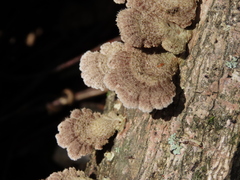 Schizophyllum commune