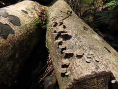 Schizophyllum commune