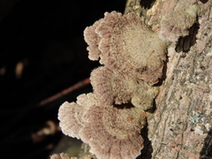 Schizophyllum commune
