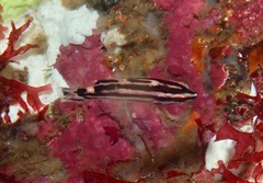 Bodianus eclancheri