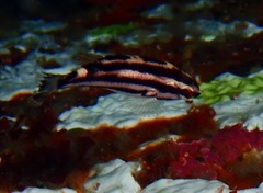 Bodianus eclancheri